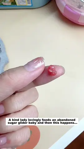 A kind lady lovingly feeds an abandoned sugar glider baby and then this happens...#lovestory #animals #