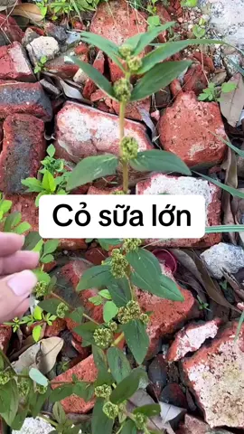 Cây cỏ sữa lá lớn #cosualalon #suckhoechomoinguoi #xuhuong2025 