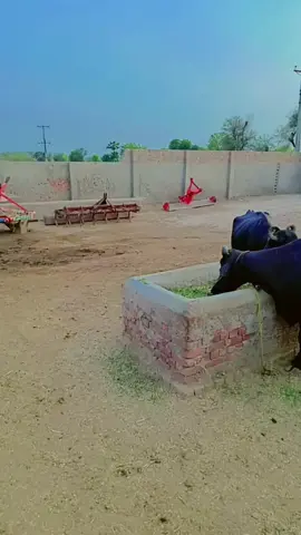 #creatorsearchinsights #waqa52 #10millionviews #♥️🐂🐂♥️ 