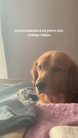 #goldenretriever #paratii #mascota #viralvideos #contenido 