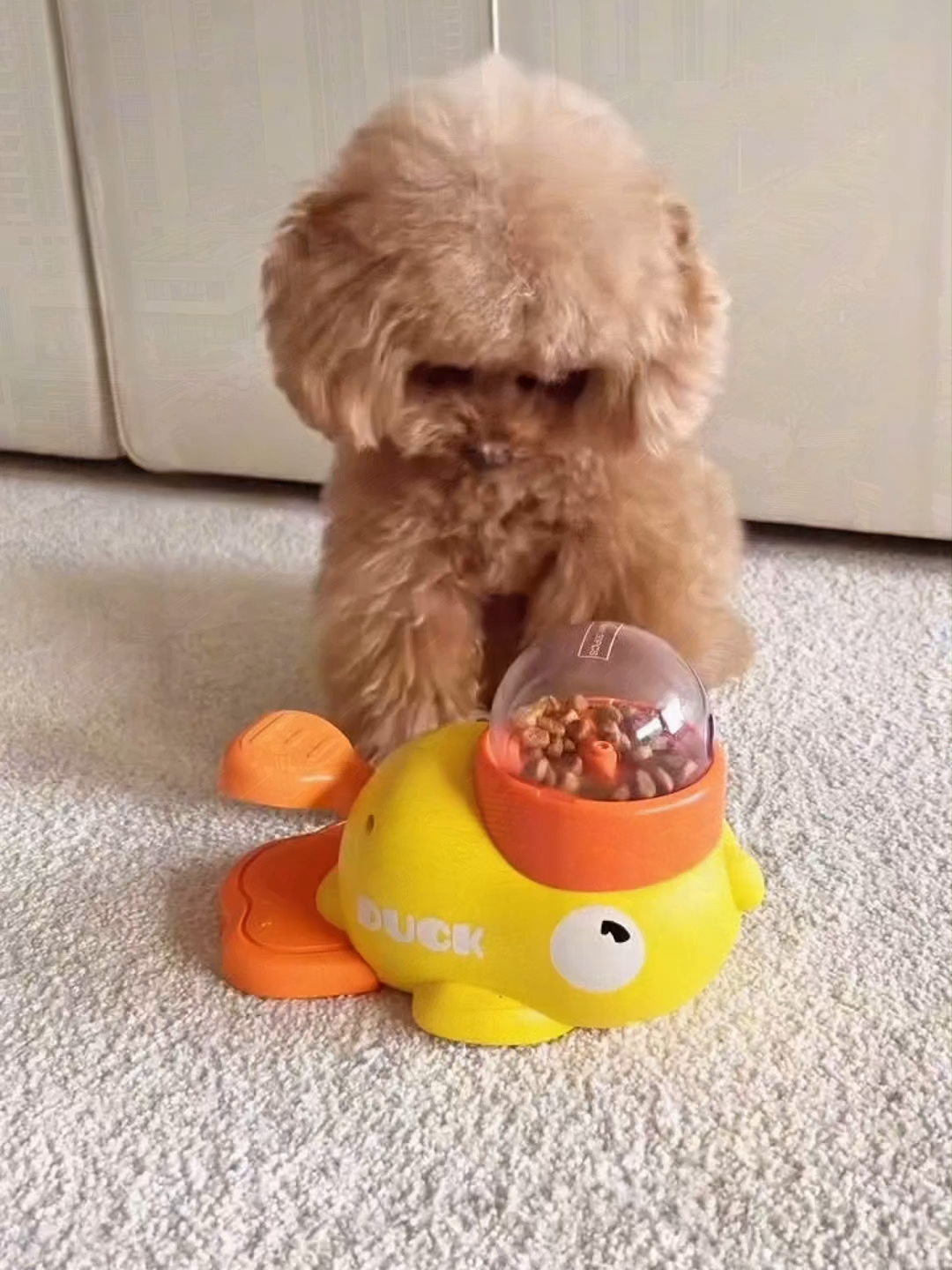 Trending Interactive Pet Feeder – Cute Duck Design! 🐶🐱 This adorable Yellow Duck Foot Pedal Feeder is the perfect interactive toy for cats and dogs! 🍽️🤳🏻 Press the pedal, and food is dispensed—keeping your pet entertained while encouraging slow feeding. 🦶😀 Fun, engaging, and great for mental stimulation!🎉👨‍💻 Link In My Bio 🐥or Grab yours now: https://heapet.com/products/puppy-food-puzzle-toys  #InteractivePetToy #PetFeeder #SmartFeeding #PetEnrichment #Heapet#DogToy #CatToy