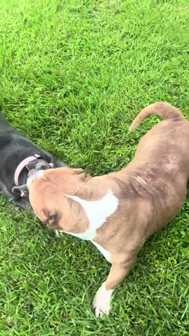 Stella & King Kong #americanbully