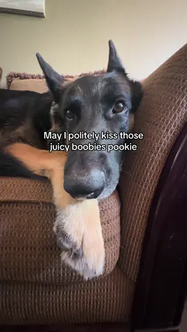 Oh ok #dogtok 