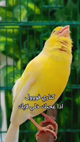 كناري هائج اجمل تغريد راح تسمعه #كناري #تغريد #حمام_الزينه #