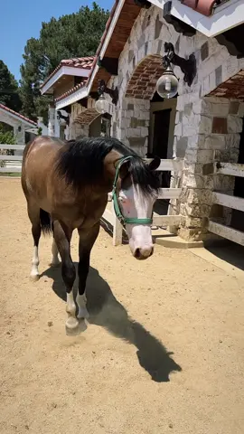 “Aluche 🐴”  #gunnerdunitagain #caballos #potrillos #rancholife #foryou RANCHO DEL VILLAR 