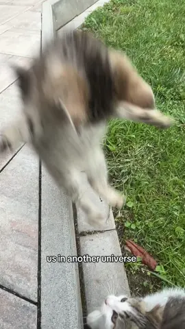 Us🤘🏼❤️  #usinanotheruniverse #foryou #cat #fyp #funnytiktok 