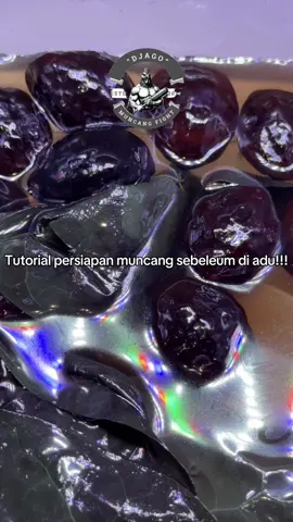 Tips perwatan kemiri Sebelum tarung ☠️☠️Sedikit meni pedi sebelum Bertarung gaes Makin dirawata makin kebat Boss !!!!😎😎😎#muncangadukeras #muncangadu #muncangfighter #muncanglangka #muncangmewah #ducang #muncangadugarut #muncangadutasik #muncangadusumedang #muncangadukuningan #muncangkuningan #muncangsumedang #muncangbandung #muncangadugarut #muncangadutasik #muncangadukuningan #muncangadubandung #muncangjalim #muncanglimbangan #muncanglimit #muncang #muncangaduciamis #muncangfyp #muncangviral #fy #fyp #muncangjayanti #jalimkuya #jalimsikuya #Perawatanmuncangadu #rawatmuncang #perawatanmuncangsebelumtarung #tutorialperawatanmuncang 