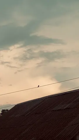 পাখির নেই সঙ্গী পাশে, আমিও তেমনি ক্লান্ত, হৃদয় ভরা কষ্ট নিয়ে চলি আমি দুরন্ত।❤️‍🩹🖤#foryoupage❤️❤️ #bdtiktokofficial🇧🇩 #grow #growmyaccount✅ #copylinkplease💗 @TikTok for Business @TikTok 