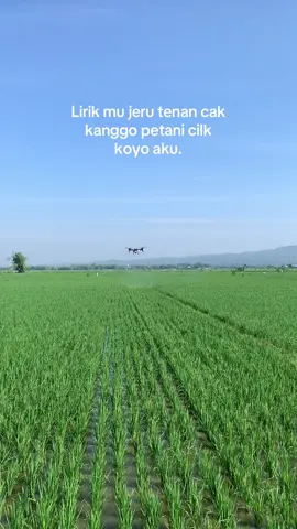 #petanimuda #petanimilenial #petaniindonesia🇮🇩🇮🇩🇮🇩🌿🌿 #gabahbalap🌾 #dronepertanian #storypetani #foryoupage 
