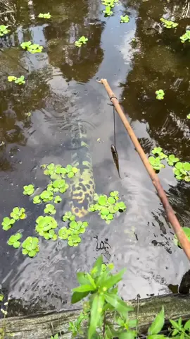 #FishingAddict #FishingTime #RiverFishing #FishOn #FishingVideo 