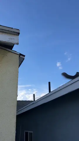 Rick overcame her fear of heights. #rick #reek #reekthesheik #ibelieveicanfly #catsoftiktok #cat #cats 