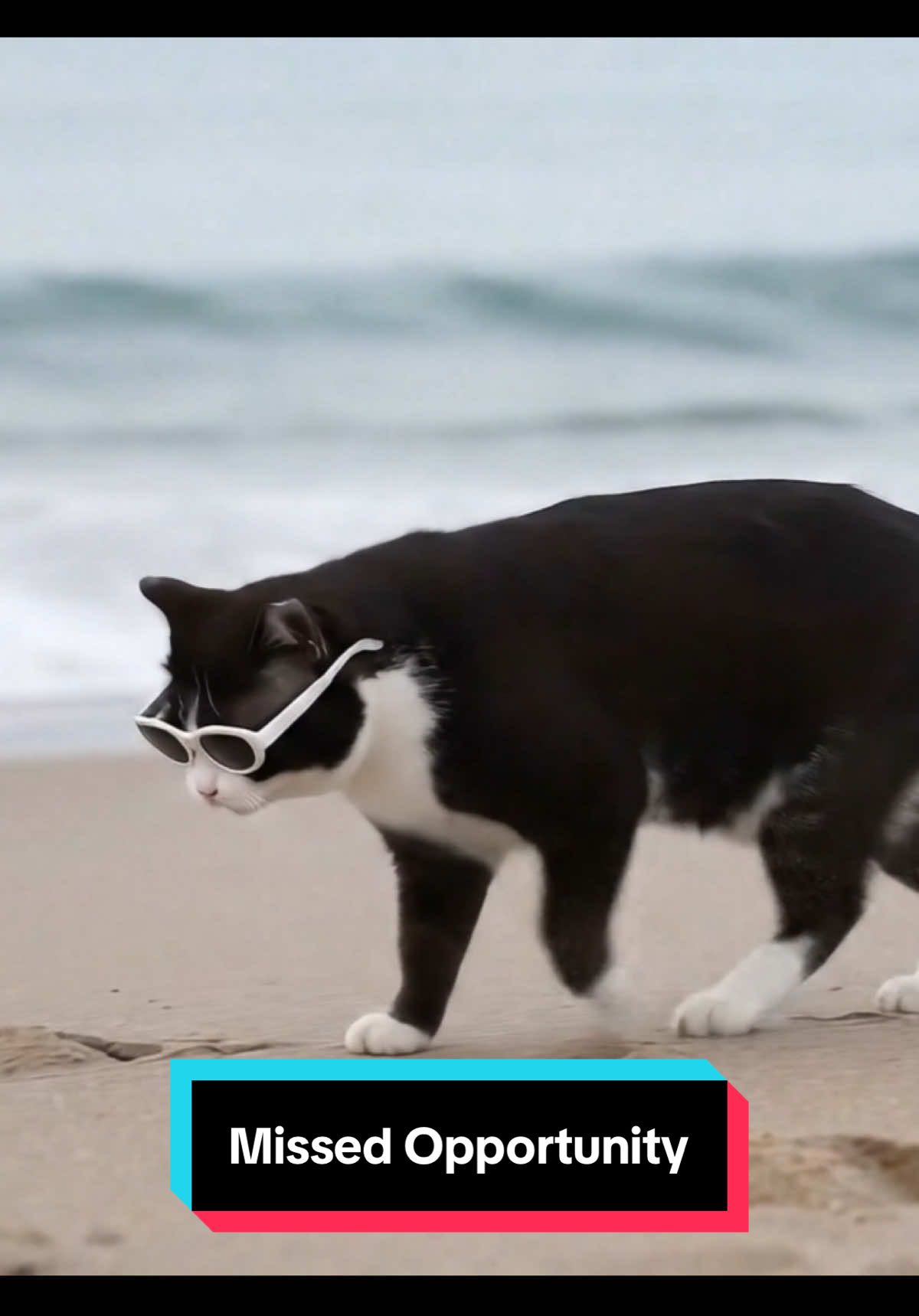When an opportunity presents itself make sure to take it #fyp #funny #quotes #meme #tuxedocat 