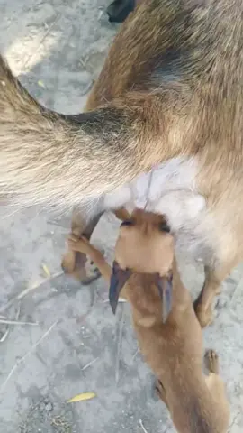 #animalmeeting #viralvideo #animalmeeting #1millionviews 