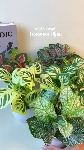 ada tanaman hias cantik nih buat kamu #tanamanhias #daunhias #tanamanhijau #hiasanmeja #dekorasirumah 