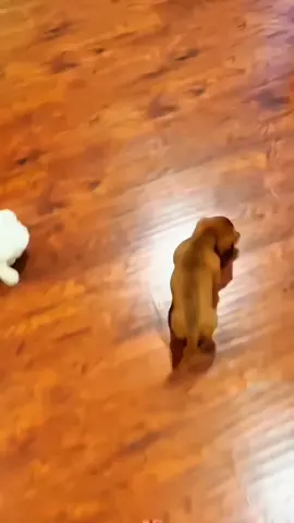 Funny animals 😂😂  #pet #cat #dog #cute #animals #foryou #typ