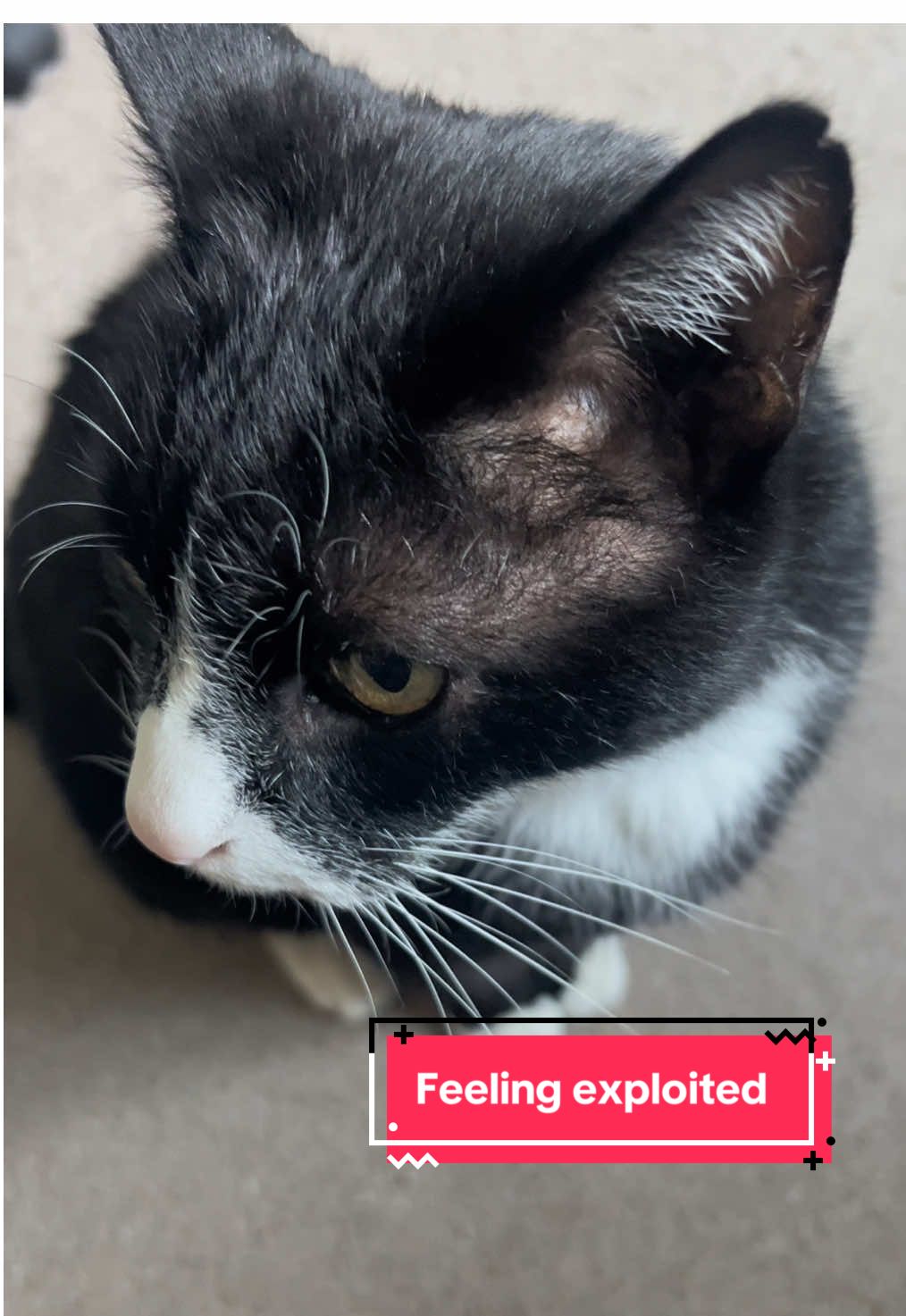 He says he's being exploited! I say I'm just stryingto cover his ever increasing vet bills that now cost more than the monthly mortgage! Love him to bits and he is worth EVERY penny ❌💕 Sir Arthur Meows Merch dropping soon!  #sirarthurmeows #meow #catlovers #catmom #catmerch #catsoftiktok #cat