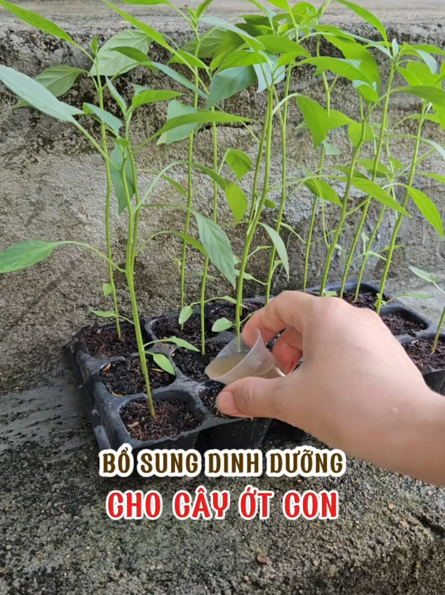 Cây ớt con nên bổ sung dinh dưỡng cho nó. #trongot #loanlamvuon #pepper #cayot #otcay🌶 #damca 