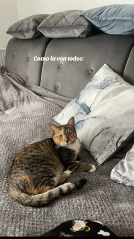 ❤️ te amo mi bb #fypppppppppppppp #fyp #viral #2k25 #foyoupage #greenscreenvideo #fyppp #gato #gatos #ecuador🇪🇨 #lov 