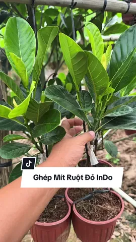 Cách ghép mít trui cành, ghép mít ruot đỏ indo lá bầu. #kenhcuatoan #xuhuong #mit #mitruotdo 