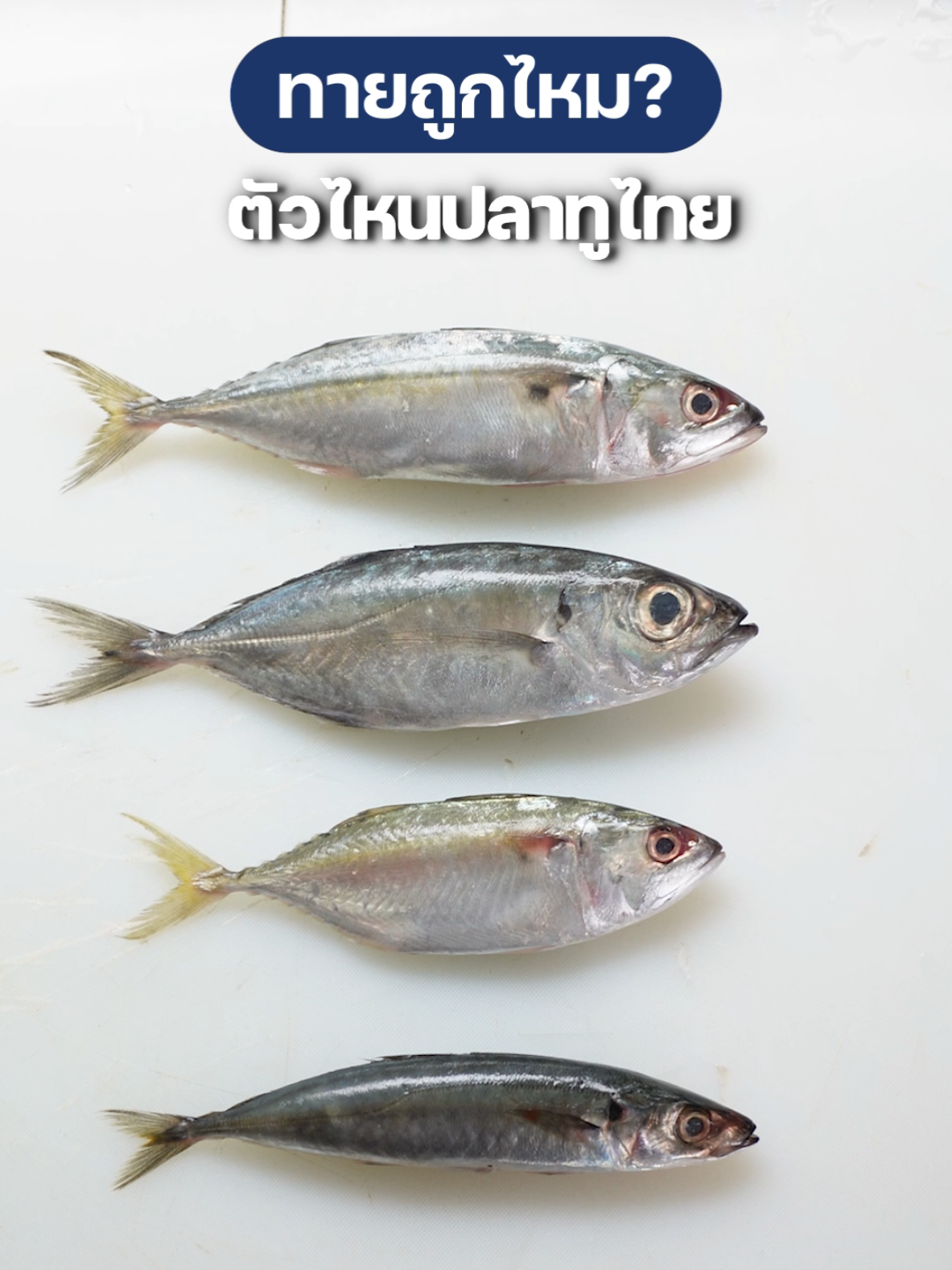 ทายถูกไหม? ตัวไหนปลาทูไทย🐟 ดูคลิปจบคราวหน้าจะได้เลือกถูกว่าอยากกินแบบไหน หรือให้ชัวร์สั่งปลาทูไทยกับลันตาปลาไทยได้เลยครับ กดลิงก์หน้าโปรไฟล์ติดตามไว้จะได้ไม่พลาดตอนปลาเข้าครับ 🛒 #ปลาทู #ปลาทูไทย #ลันตาปลาไทย #LantaPlaThai #localfishing 