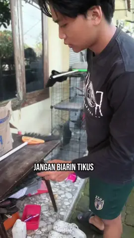 Cara usir tikus dari rumah sampai 6 bulan