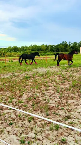 Needed this reminder today #horses #horsegirl #horsesoftiktok #horsetok #blackhorses #blackhorsesoftiktok 