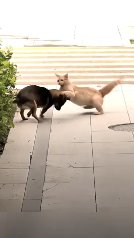 King oyen mode barbar bikin lawan ketakutan 😎 #fyp #foryou #kucing #cat #kucingoyen #orangecat #dog #catvsdog #jj #alightmotion_edit #foryoupage 