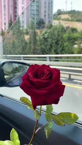 #عشقت_هواك 
