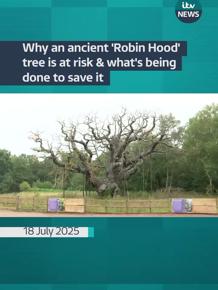 The Major Oak in Sherwood Forest is one of Britain’s most famous trees, but it is now at risk of dying. #itvnews #sherwoodforest #robinhood