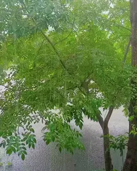 বাদলা দিনের গান
