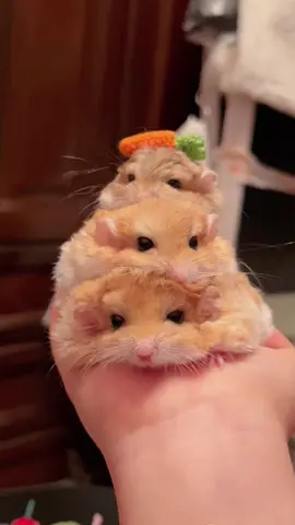 Hamster layered music #Cute Hamstead #small#Cute#hamster#pet#animal#funny#cute
