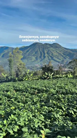 Opo anane😊#petani #petanimilenial #petanimudasukses #petanimodern #petanimuda #petanimilenials #petanisukses 