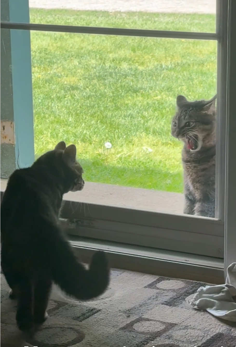 When unexpected guests arrived,my cat…🙀#cat #funny #foryou #catlover #pet #bite 