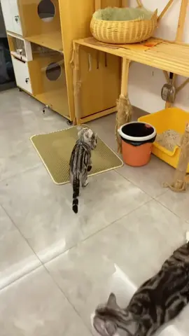 Cat's first time being a mum🤣😭#funnycats #funnyanimals #petvideos #cat #catsoftiktok #fyp #usa #longervideos