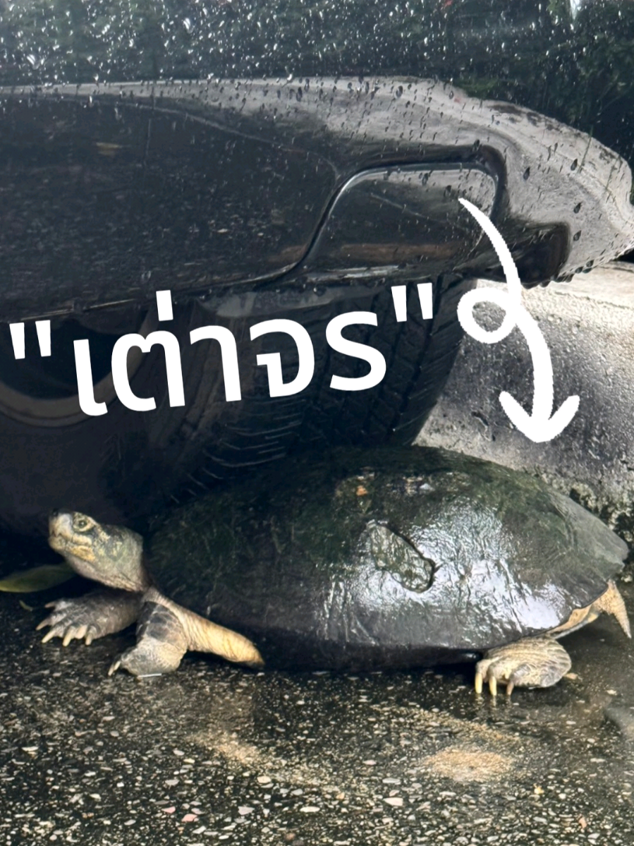 นอกจากมีแมวจรแล้วมีเต่าจรด้วย คือเต่าเข้าบ้าน โบราณเค้าบอกว่าจะโชคดี อายุยืน เติบโตอย่างมั่นคง นี่คงเป็นเพื่อนสีหมอก แมวjohn ของเราสินะ  #เต่า #เต่าจร #เต่านำโชค #แมว #ทาสแมว #myแมวjohn 