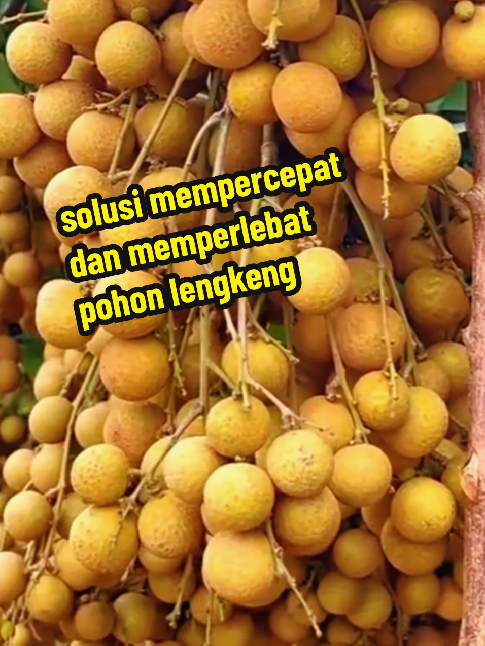 pupuk solusi pohon lengkeng cepat berbuah #pupukboostrlengkengsolusiuntukpetanilengkengdiindonesia 