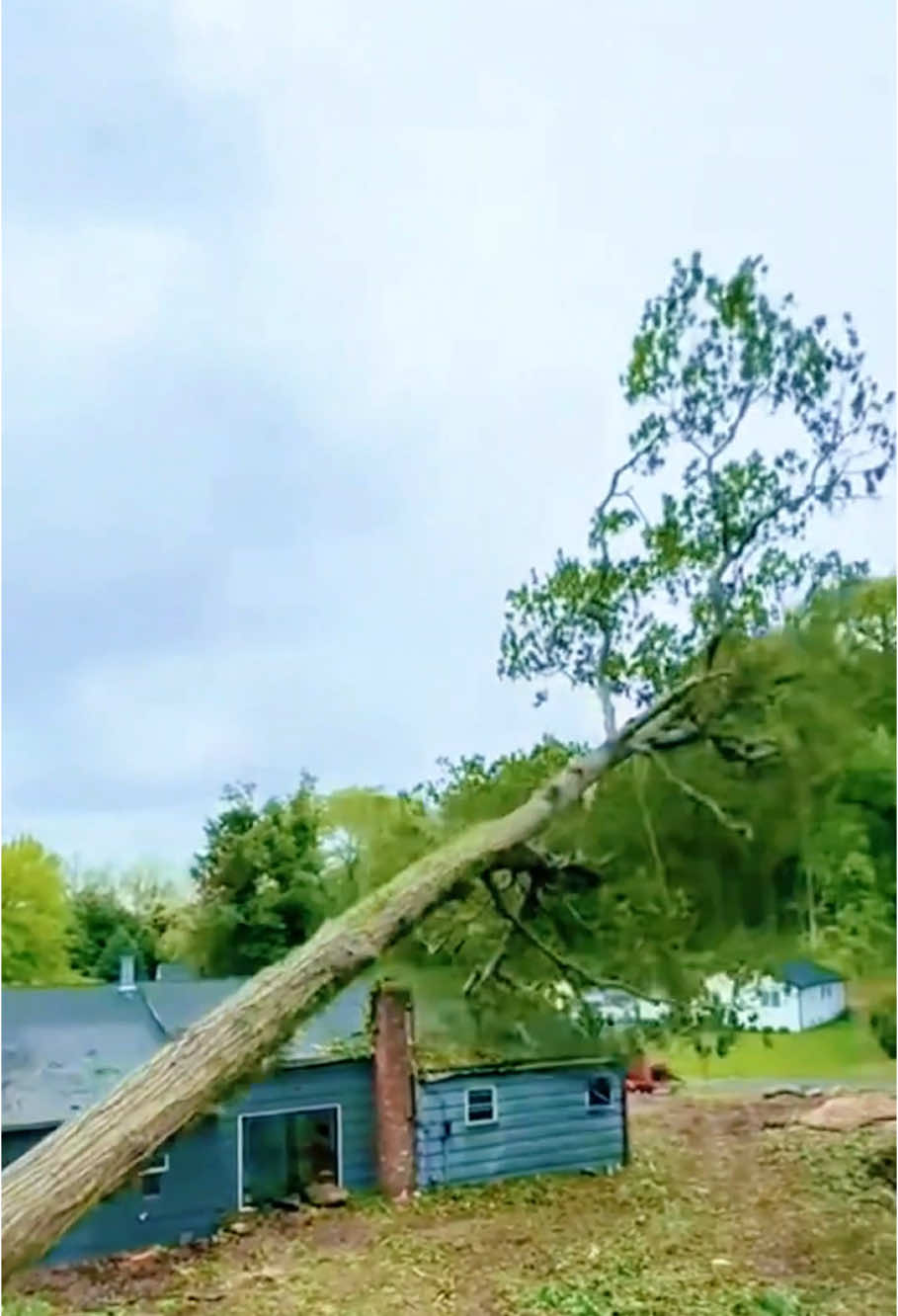 How to Perfectly Cut Down a Large Tree Next to a House #satisfying #tree #asmr #giant #oddlysatisfying #fyp 