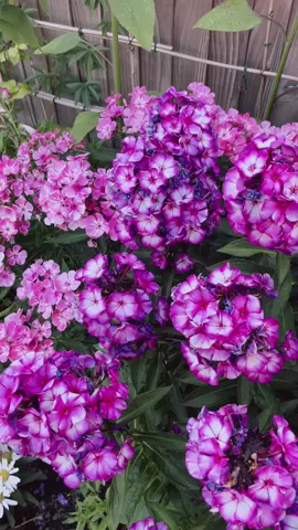 Phlox paniculata 'Dream'|'Sensation'|'Fantasy' 🐝🐝🐝 #mygarden #garden #phloxpaniculata #perennialphlox #flowers 