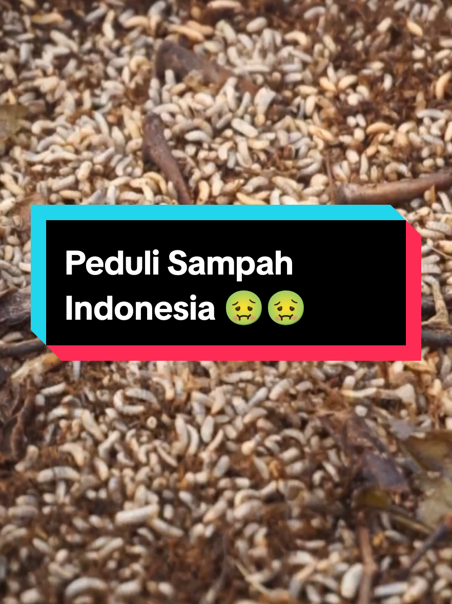 Peduli dengan Sampah Indonesia 🤢🤢 #EdukasiMaggot #MaggotPenguraiSampah #SolusiSampahOrganik #PeternakMaggotPemula #MaggotBSFIndonesia #SampahJadiBerkah #MaggotUntukLingkungan #ZeroWasteIndonesia #BudidayaMaggotBSF #KebaikanDariMaggot 
