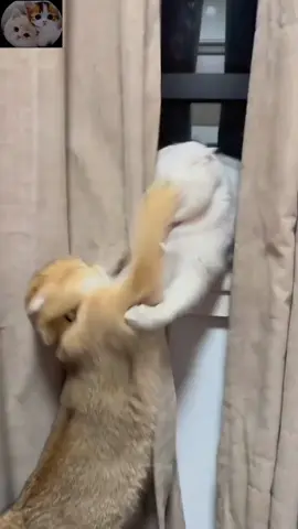 funny videos #foryou #animals #catsoftiktok #cute #PetsOfTikTok #pets 