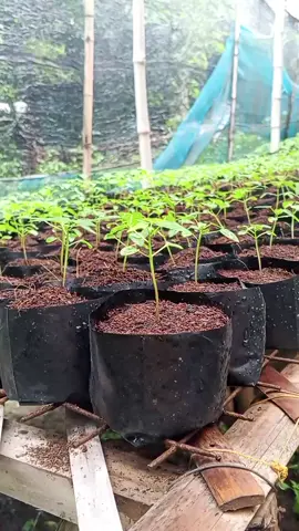 #redladypapaya #papayaseedlings 