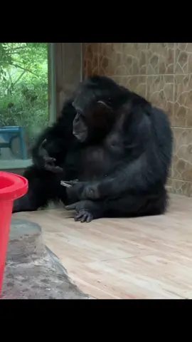 Nay thứ 6 rồi, chuẩn bị tươm tất mai đi chơi với em yêu #đángyêu #khỉ #khoanhkhacdangyeu #petcute #cute #dethuong 