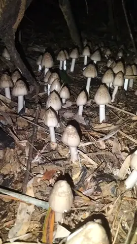 #tikok #รู้จากtiktok #tiktokviral #เห็ดป่าธรรมชาติ 