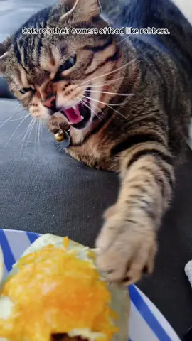 Cats rob their owners of food robbers #Love #foryou #fyp #funny #funnyvideos #funnyvideo #cute #pet #PetsOfTikTok #funnycat #cutecat #cat #catoftiktok #kittycat #fypシ 