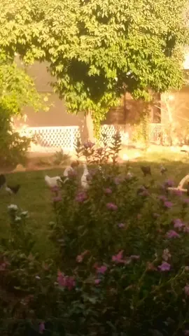 #فيروز #موسيقى #حياة #طبيعه #fypシ #foryou #explore 