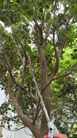 Cắt tỉa nhánh bưỡi bằng cây kéo dài #pet #xuhuongtiktok #fypシ 