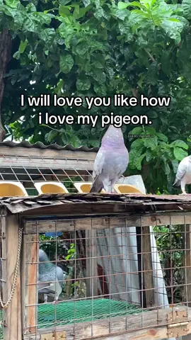 🕊️#kalapatidsph🇵🇭 #happyflying🕊 #kalapati #racingpigeons #thirdyloft #batangfancier😊💪 #pigeonlover #fyppppppppppppppppppppppp #makeitviral 