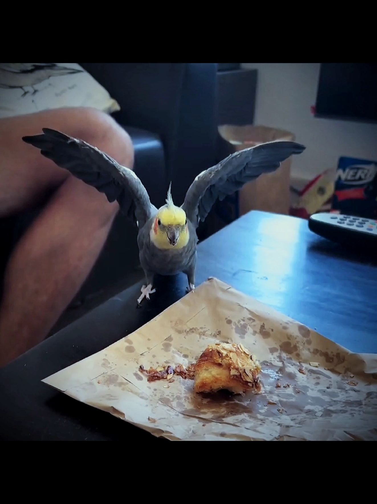 When a Cockatiel Parrot is Hungry 😱 #edit #virlvideo #fyp #1millionviews #unfreezemyacount 