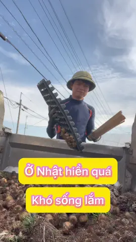 Ở Nhật hiền quá khó sống#nongnghiepnhatban #xuhuong #nhattuan #cuocsongnhatban 
