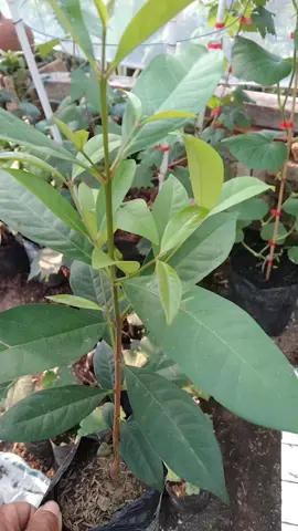 #rekomendasi #pakethematbibitdaunsalam #viral #fyp 